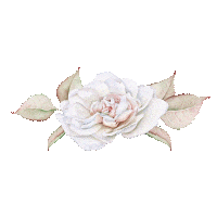 rose-animation